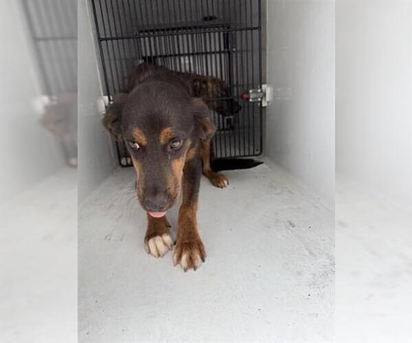 Medium Photo #1 German Shepherd Dog Puppy For Sale in Houston, TX, USA