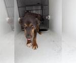 Small German Shepherd Dog