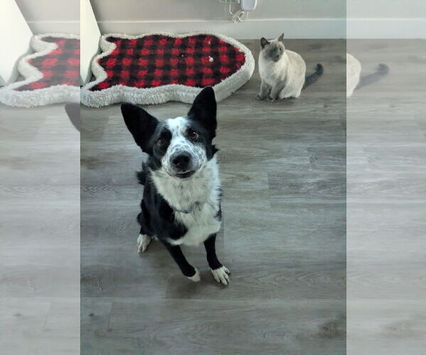Medium Photo #4 Border Collie-Unknown Mix Puppy For Sale in Sandy, UT, USA