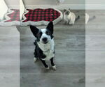 Small #3 Border Collie Mix