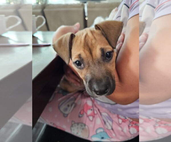 Medium Photo #5 American Pit Bull Terrier-Black Mouth Cur Mix Puppy For Sale in Holly Springs, NC, USA