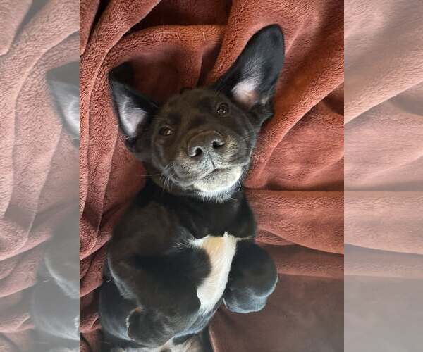 Medium Photo #4 Labrador Retriever-Unknown Mix Puppy For Sale in Greenville, SC, USA