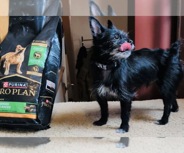 Medium Photo #6 Maltese-Unknown Mix Puppy For Sale in Princeton, MN, USA