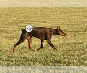 Doberman Pinscher Puppy for sale in KNOXVILLE, TN, USA