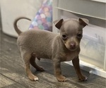 Puppy Puppy 3 Chihuahua