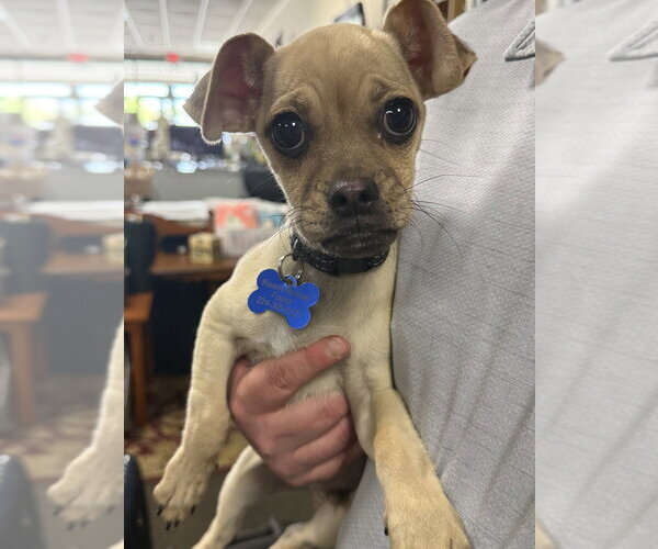 Medium Photo #10 Chug Puppy For Sale in Mundelein, IL, USA