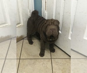 Chinese Shar-Pei Puppy for sale in FORT WORTH, TX, USA