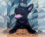 Small #23 German Shepherd Dog
