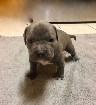 Medium Photo #1 American Pit Bull Terrier Puppy For Sale in TRACY, CA, USA