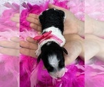 Small Photo #9 Cavapoo Puppy For Sale in BULLARD, TX, USA