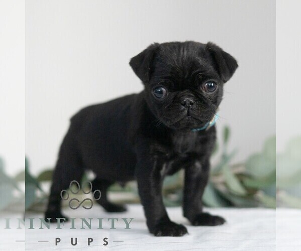 Medium Photo #3 Pug Puppy For Sale in MILL HALL, PA, USA