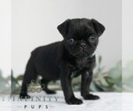 Small #2 Pug