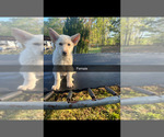 Small #3 German Shepherd Dog