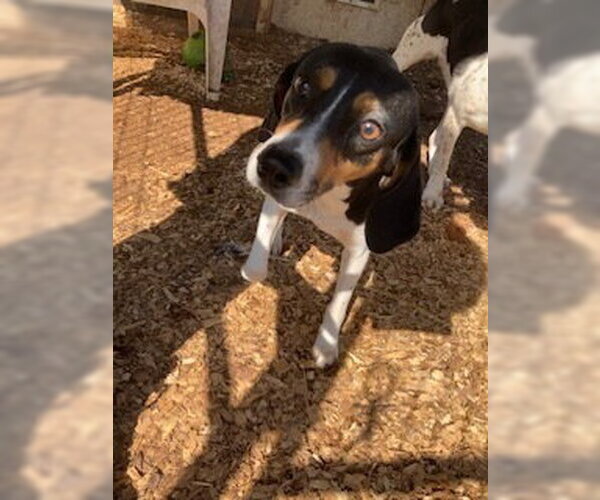 Medium Photo #2 Beagle-Unknown Mix Puppy For Sale in Silver Spring, MD, USA