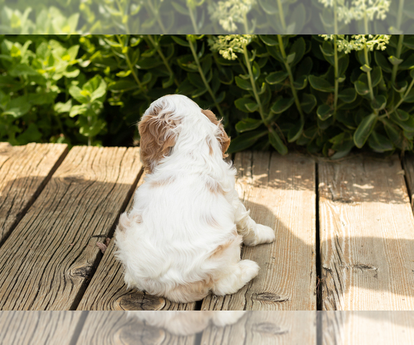 Medium Photo #6 Cocker Spaniel Puppy For Sale in NAPPANEE, IN, USA