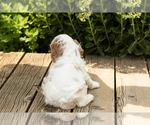 Small Photo #12 Cocker Spaniel Puppy For Sale in NAPPANEE, IN, USA
