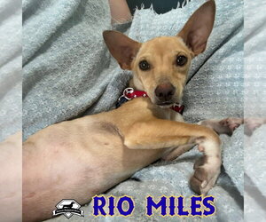 Rio Miles - Male Dachshund-Unknown Mix Dog for Adoption - Photo #17