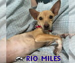Small Photo #17 Dachshund-Unknown Mix Puppy For Sale in San Antonio, TX, USA