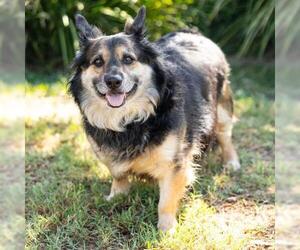 Augi Dogs for adoption in Camarillo, CA, USA