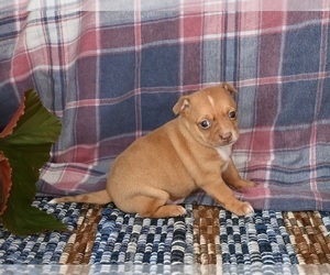 Chihuahua Puppy for sale in MOUNT VERNON, OH, USA