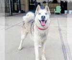 Small Siberian Husky
