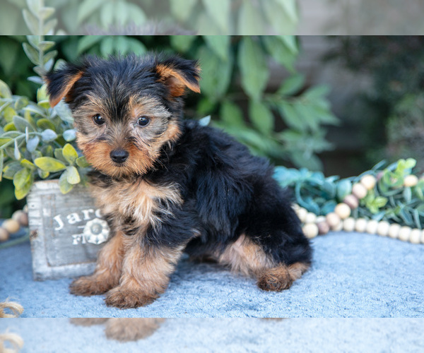 Medium Photo #1 Yorkshire Terrier Puppy For Sale in SALEM, IN, USA