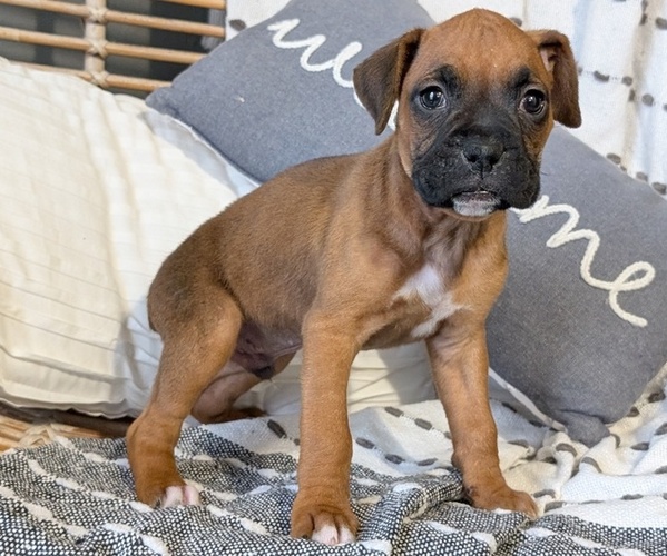 Medium Photo #3 Boxer Puppy For Sale in GOSHEN, IN, USA