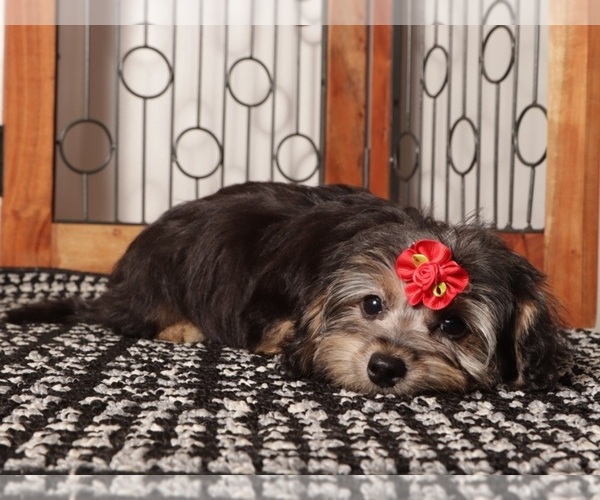 Medium Photo #1 YorkiePoo Puppy For Sale in NAPLES, FL, USA