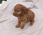 Small Photo #51 Irish Doodle Puppy For Sale in GOSHEN, IN, USA