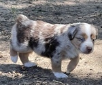 Small Photo #10 Miniature Australian Shepherd Puppy For Sale in ARDMORE, OK, USA