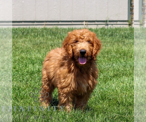 Medium Photo #1 Goldendoodle Puppy For Sale in LITITZ, PA, USA