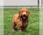 Image preview for Ad Listing. Nickname: Rocco
