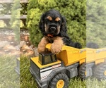 Small #1 Cocker Spaniel