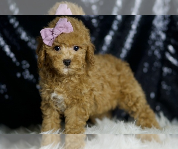 Medium Photo #3 Poodle (Miniature) Puppy For Sale in WARSAW, IN, USA