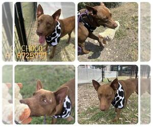 Labrador Retriever-Unknown Mix Dogs for adoption in San Antonio, TX, USA