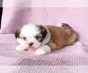 Shih Tzu Puppy for sale in SHILOH, OH, USA