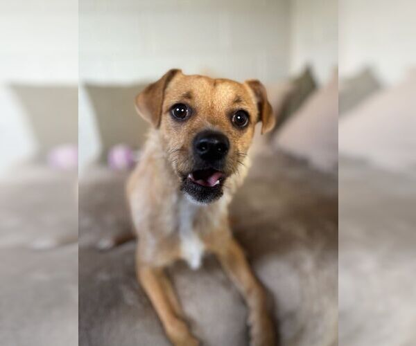 Medium Photo #2 Mutt Puppy For Sale in San Leon, TX, USA