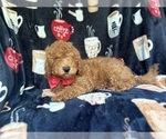 Small #8 Cavapoo