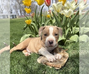 American Bulldog Puppy for sale in MIDDLEBURY, IN, USA