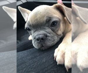 French Bulldog Puppy for sale in NASHVILLE, TN, USA