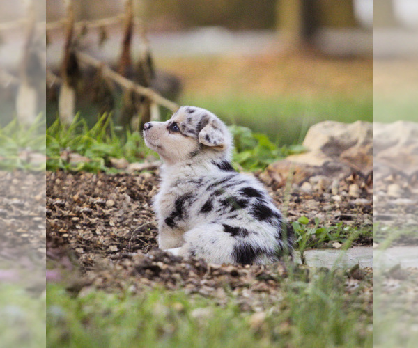 View Ad Pembroke Welsh Puppy for Sale near Kentucky, ELKTON, USA