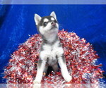 Small Photo #7 Alaskan Klee Kai Puppy For Sale in NORWOOD, MO, USA