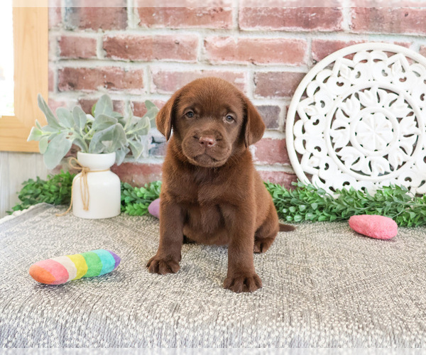 Medium Photo #7 Labrador Retriever Puppy For Sale in SYRACUSE, IN, USA