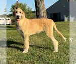 Small Photo #1 Great Dane-Poodle (Standard) Mix Puppy For Sale in CHARITON, IA, USA