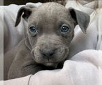 Small #1 American Pit Bull Terrier-American Staffordshire Terrier Mix