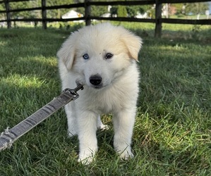 Great Pyrenees Puppy for sale in CANOGA, NY, USA