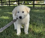 Small Great Pyrenees