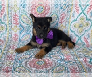 German Shepherd Dog Puppy for sale in LANCASTER, PA, USA
