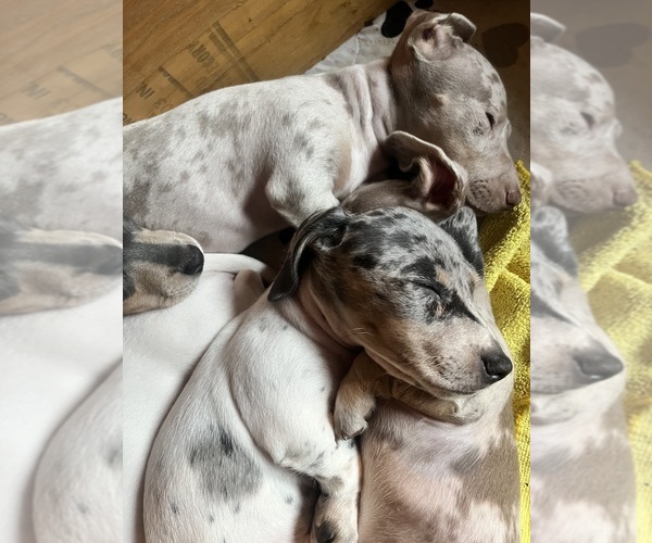 Medium Photo #119 Dachshund Puppy For Sale in LAKEBAY, WA, USA