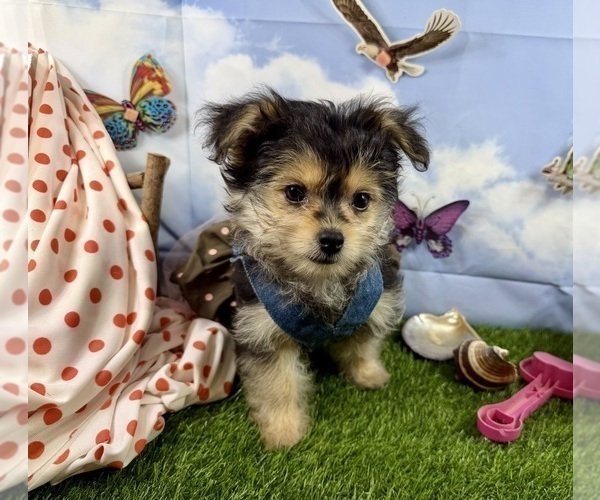 Medium Photo #15 Morkie Puppy For Sale in CASSVILLE, MO, USA